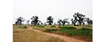 forêt de baobabs